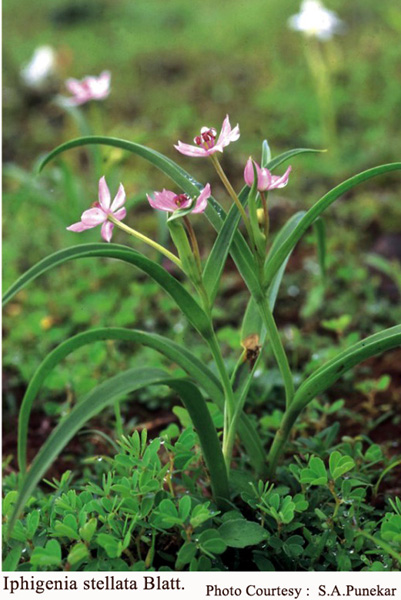 Iphigenia stellata Blatt.